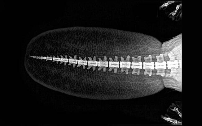Imagens de raio-x de animais viralizaram após publicação do Oregon Zoo; confira todas