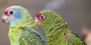 Papagaios vítimas do tráfico ganham espaço no Zoológico de SP
