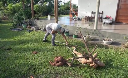  Mandioca gigante de 2,8 metros surpreende agricultores