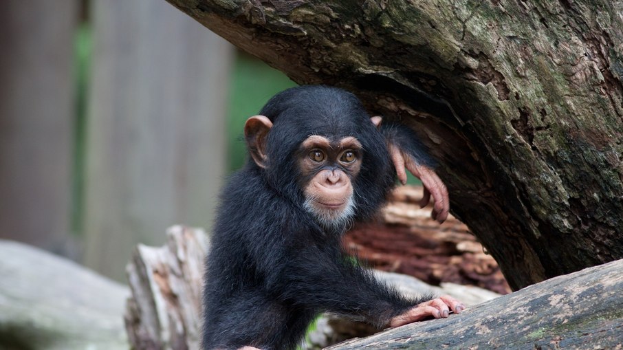 Chimpanzé
