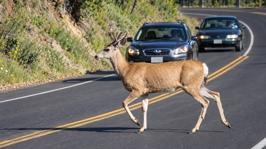 Pontes e corredores ecológicos já salvaram a vida de mais de 10 animais na capital dos Estados Unidos Pontes e corredores ecológicos já salvaram a vida de mais de 10 animais na capital dos Estados Unidos