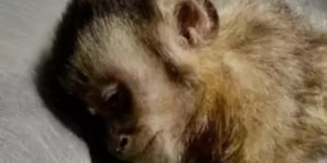 Macaco-prego baleado no Rio de Janeiro morre durante cirurgia