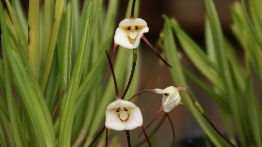 Orquídea 