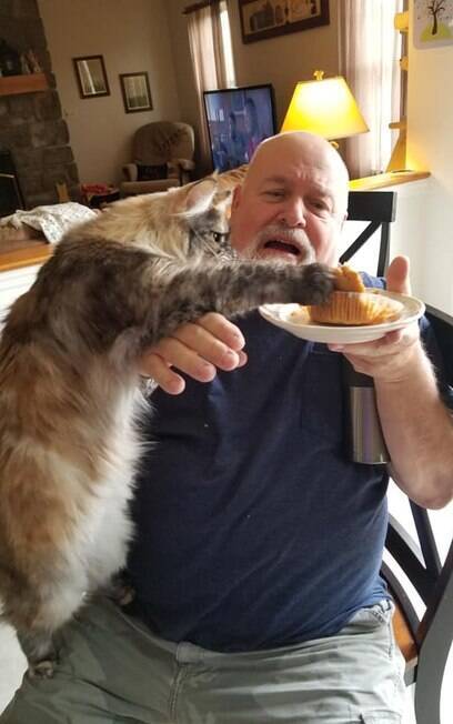 Foto de gato roubando muffin