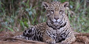 Onça-pintada mata égua e ataca trabalhador rural em Rondônia
