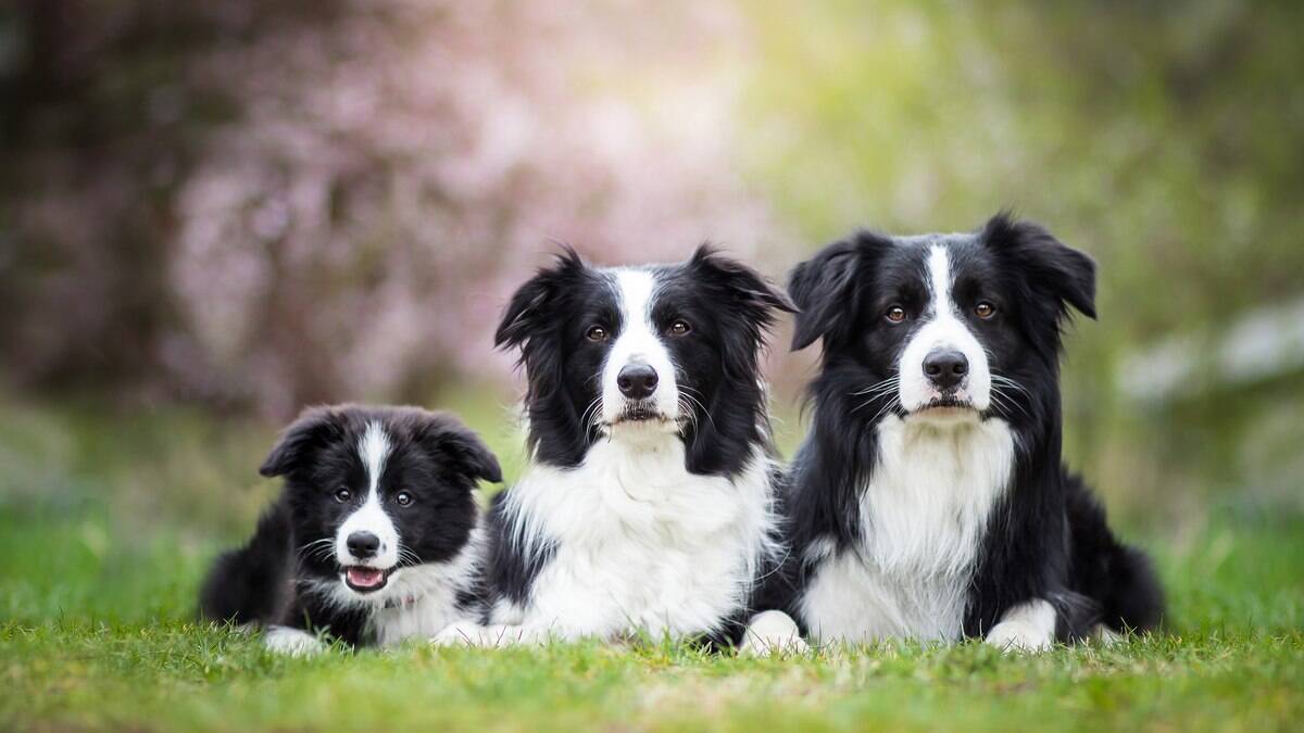 Magazine para cães: Raças de cães: Tudo sobre o Bearded collie