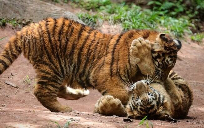 Filhotes de tigres de zoológico em Itatiba
