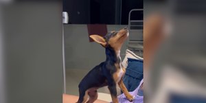 Pinscher faz drama e "desmaia" para ganhar carinho da tutora