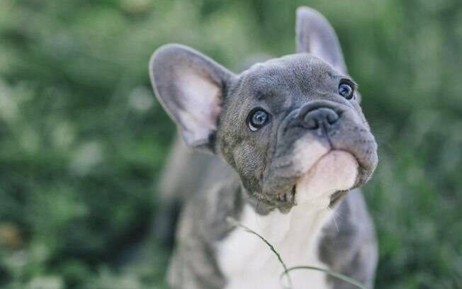 O Buldogue Francês tem mais chances de sofrer com a hipertermia