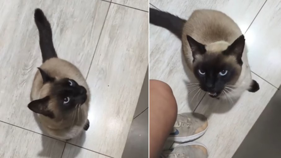 Gato invade casa, ignora pedido e ainda dá mordida na moradora