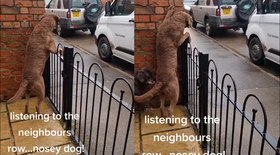 Cachorro é flagrado espiando 