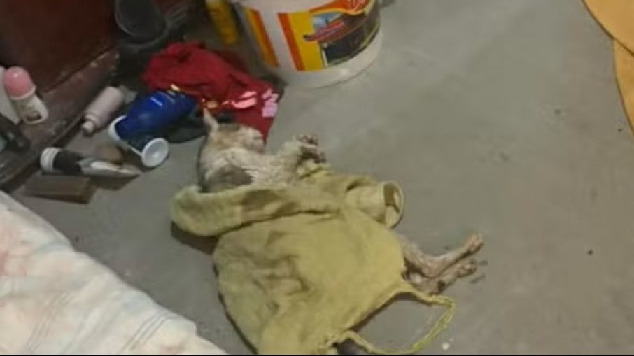Coleta clandestina de sangue de animais era feita em casa com condições insalubres em Monte Alto, SP Coleta clandestina de sangue de animais era feita em casa com condições insalubres em Monte Alto, SP