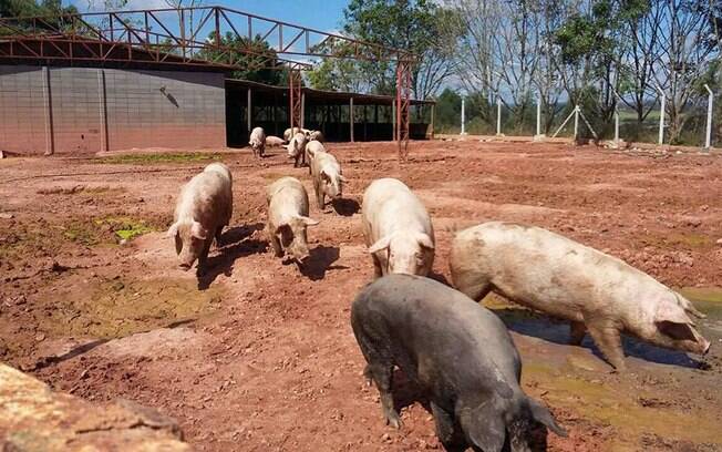 As porcas que sofreram acidente hoje vivem felizes no Santuário Terra dos Bichos