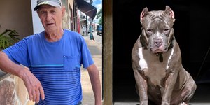 Idoso morre após ser atacado por pitbull do vizinho em MG