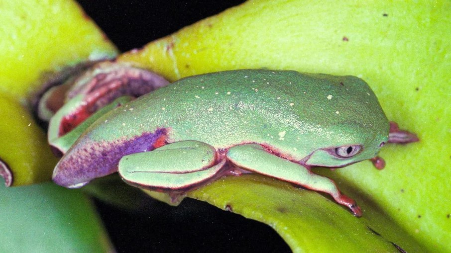 Endêmica da Mata Atlântica, a perereca-macaco (Phyllomedusa distincta) é uma das espécies que pode estar mais ameaçada do que se pensava pelo ranavírus Endêmica da Mata Atlântica, a perereca-macaco (Phyllomedusa distincta) é uma das espécies que pode estar mais ameaçada do que se pensava pelo ranavírus