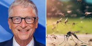 Bill Gates cria exército de mosquitos contra epidemias