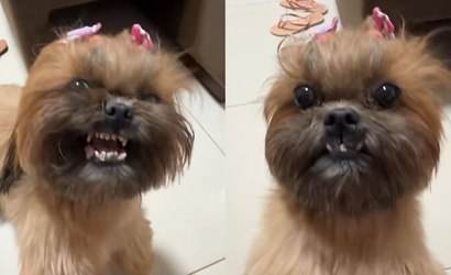 Cachorrinha muda reação ao saber que irá passear