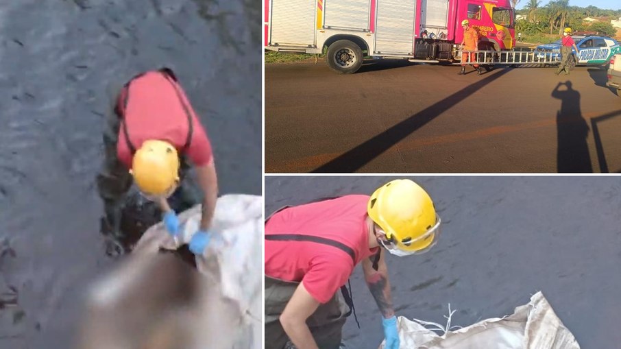 Bombeiros verificam saco encontrado em córrego de Jataí e identificam cachorro morto; suspeita de corpo humano foi descartada Bombeiros verificam saco encontrado em córrego de Jataí e identificam cachorro morto; suspeita de corpo humano foi descartada