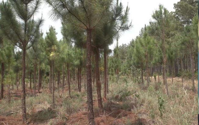 Floresta da Faber-Castell é atingida por queimada no Triângulo Mineiro