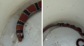 Cobra é encontrada em capô de carro e assusta moradora nos EUA