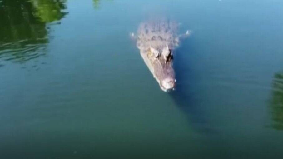 Crocodilo ataca drone na Austrália
