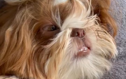 Shih Tzu Cleitin choca ao dormir de olhos abertos e roncando