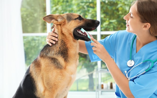 Saúde bucal dos pets: especialista explica a necessidade da prevenção