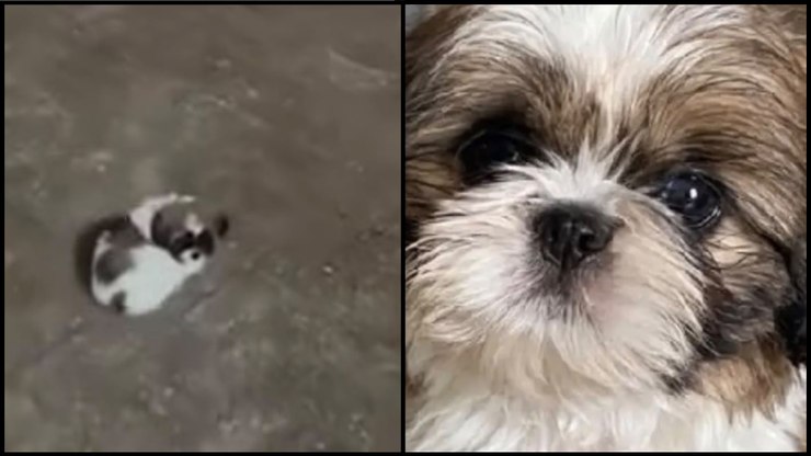 Famosas%20criticam%20influenciadora%20presa%20por%20agredir%20shih-tzu