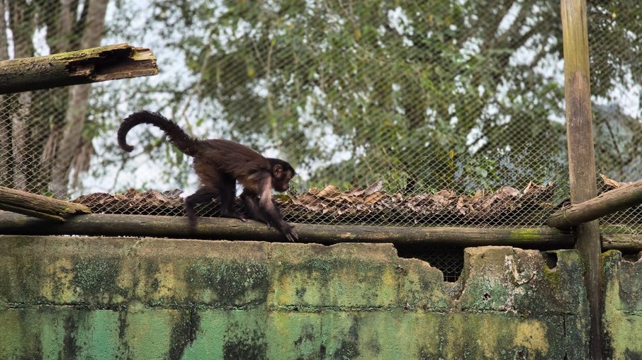 Macaco-prego atropelado foi levado para santuário em Angra dos Reis (RJ)