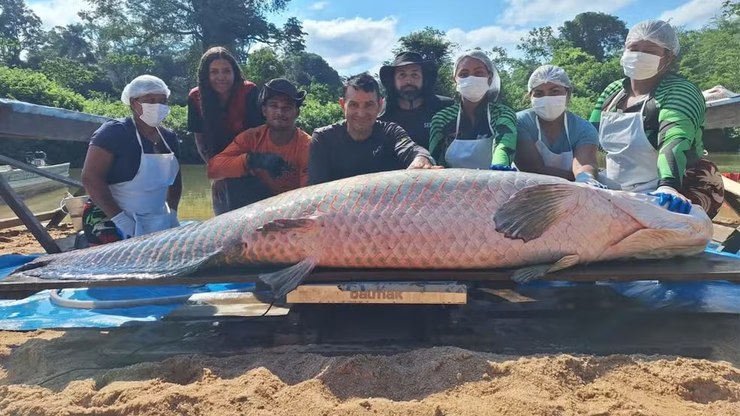 Peixe%20de%20mais%20de%202%20metros%20%C3%A9%20capturado%20no%20Rio%20Caut%C3%A1rio