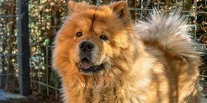 Chow Chow é perigoso? Saiba tudo sobre a raça