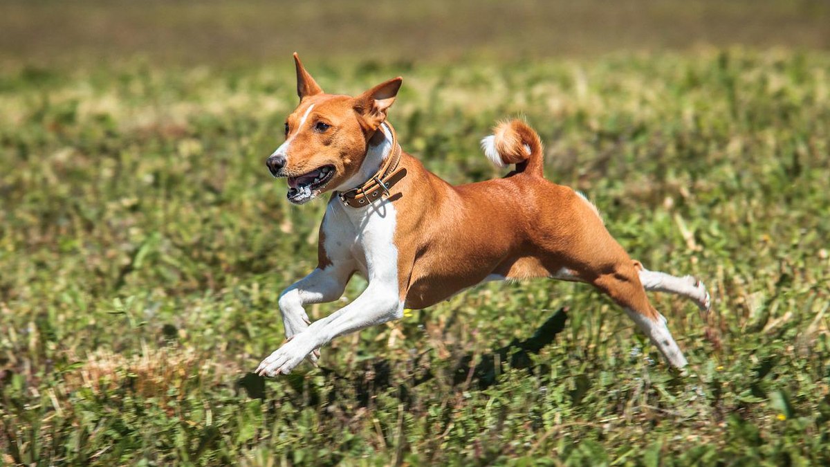 Guia de Raças: Lulu da Pomerânia