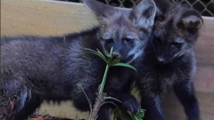 Zoo de SP recebe dois filhotes de lobo-guará e celebra nascimento raro Zoo de SP recebe dois filhotes de lobo-guará e celebra nascimento raro