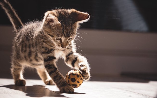 Primeira fase da vida exige atenção redobrada com pets; entenda 9tf1b2wqywq9w3b19n8274sif