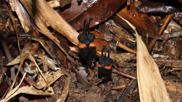 Flor%20do%20diabo%20rara%20%C3%A9%20descoberta%20na%20Tail%C3%A2ndia