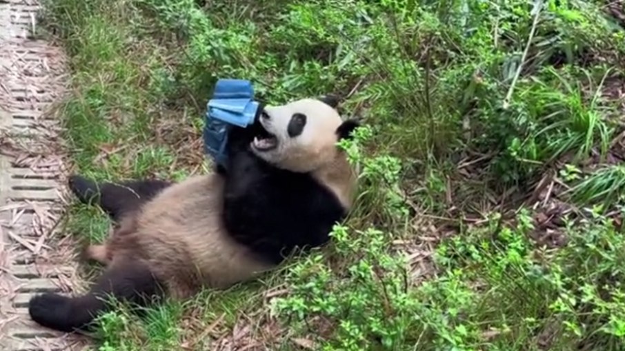 Panda se diverte com guarda-chuva de visitante de zoológico na China