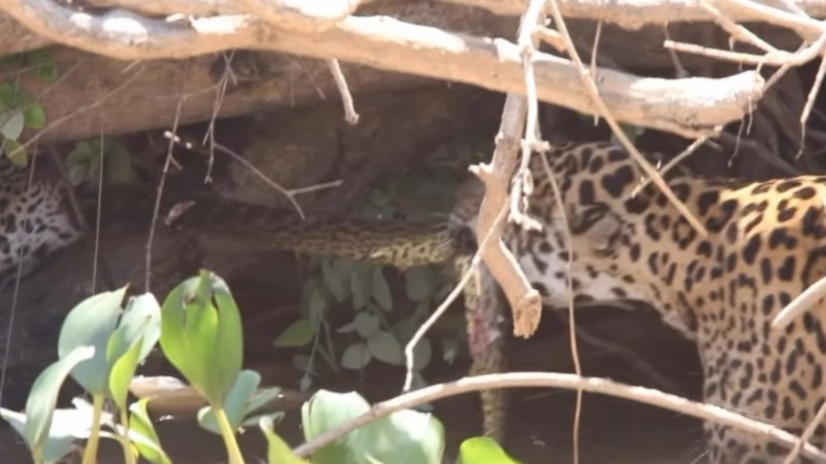 Onças usam sucuri-amarela como 'cabo de guerra' no Pantanal Onças usam sucuri-amarela como 'cabo de guerra' no Pantanal