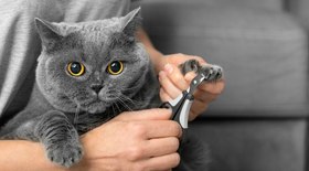 Confira 8 dicas para o gato não arranhar o sofá