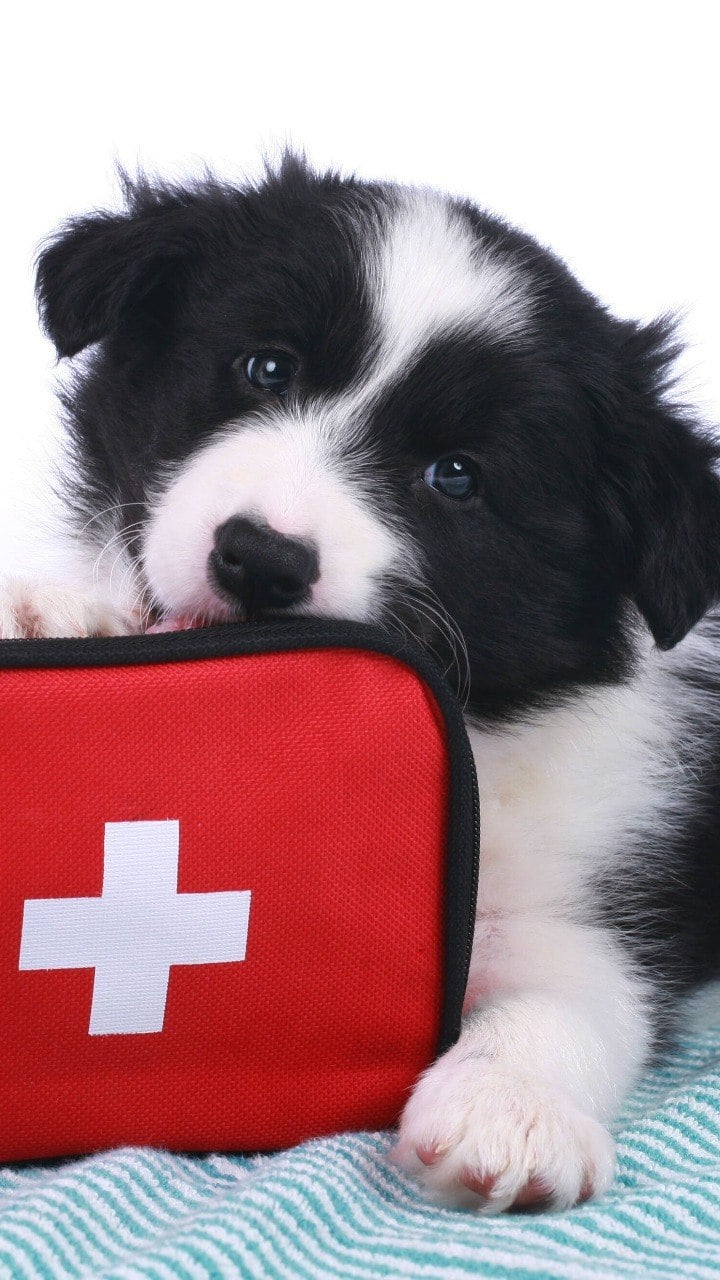 Kit de Primeiros Socorros - Animais de Estimação