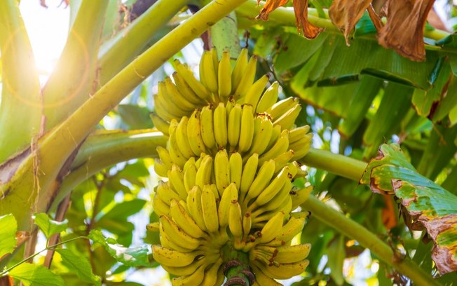 Como plantar banana em casa? Saiba os segredos para cultivar a fruta