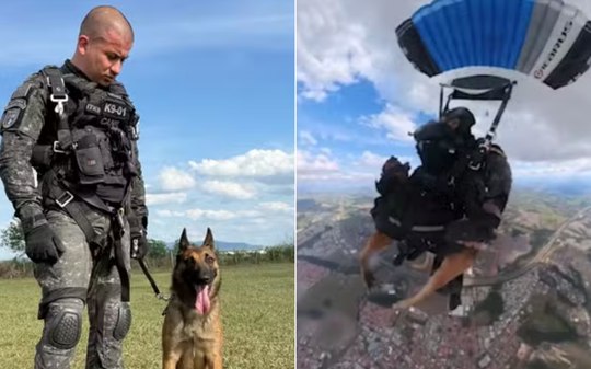 Cão da PM de SP é o 1º a saltar de paraquedas; conheça Coyote