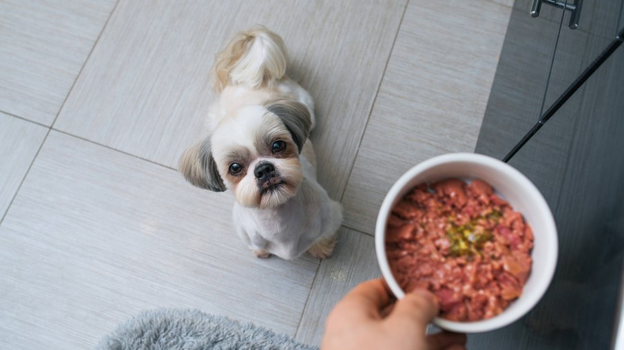 Alimentos caseiros dificultam a identificar se os pets estão recebendo todos os nutrientes necessários, mas podem ser oferecidos como um complemento