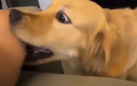 Golden Retriever demonstra carinho por 'atos de perturbação'