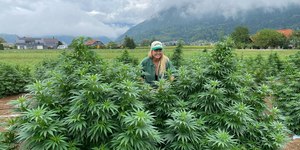 Anvisa aprova novo marco regulatório para Cannabis medicinal