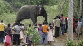 Elefante mata adolescente de 17 anos em zoológico