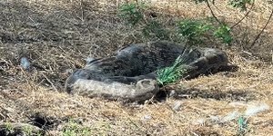 VÍDEO: píton é flagrada engolindo pavão em cena rara
