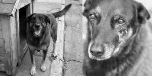 Polícia conclui investigação da morte do cão Orelha em SC