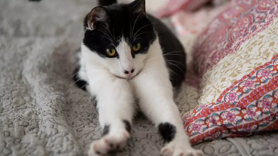 Gatos 