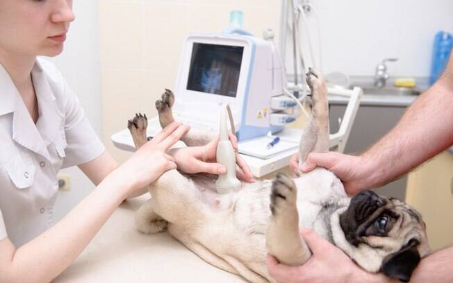 O ultrassom é um dos exames do pré-natal em cães e gatos mais importante