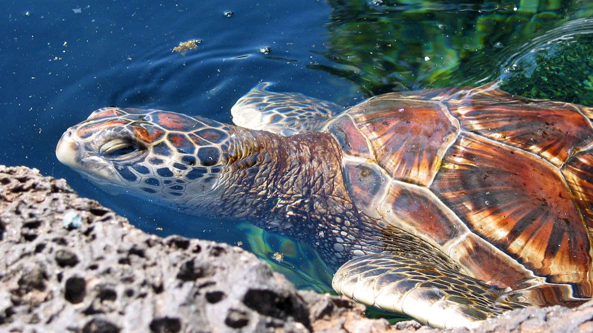 Em 66 tartarugas-verdes, foram encontrados mais de 1.6 mil detritos de lixo humano